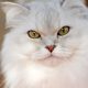 large white cat with golden eyes