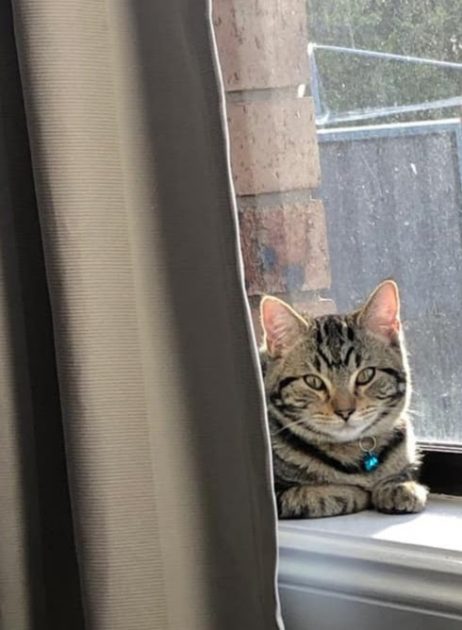 cat laying down sunning itself