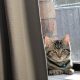 cat laying down sunning itself