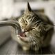 cat drinking from kitchen sink
