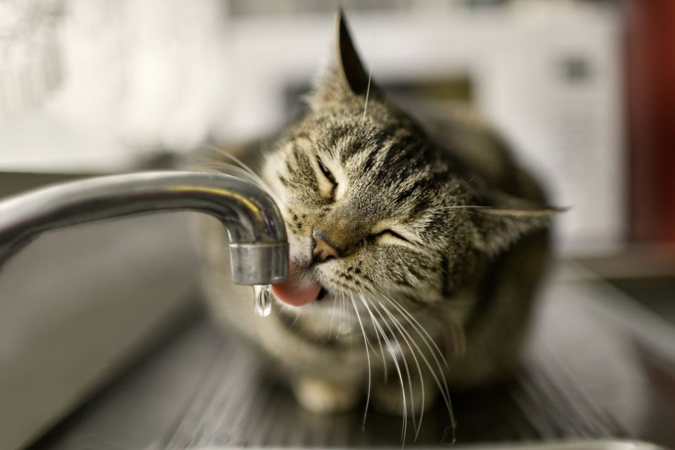 cat drinking from kitchen sink
