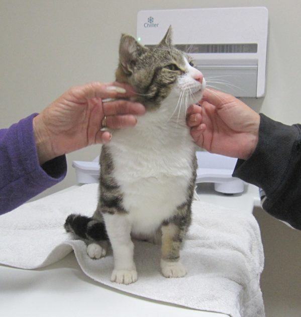 cat getting pats in clinic