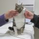 cat getting pats in clinic